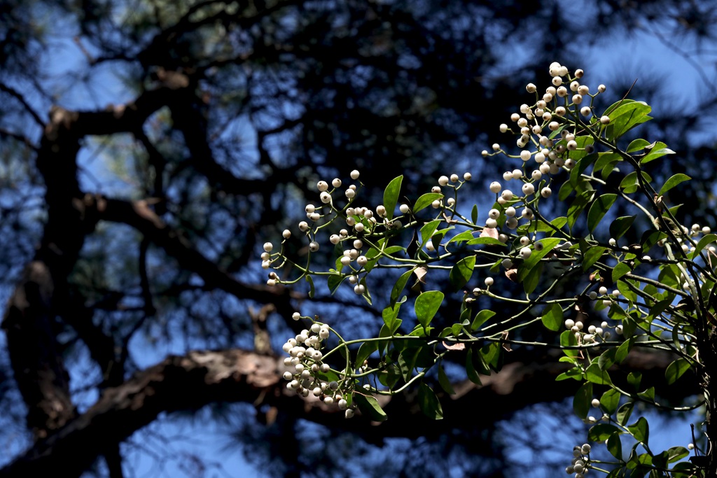 全株药用，攀缘，匍匐藤本植物蔓九节高清图片