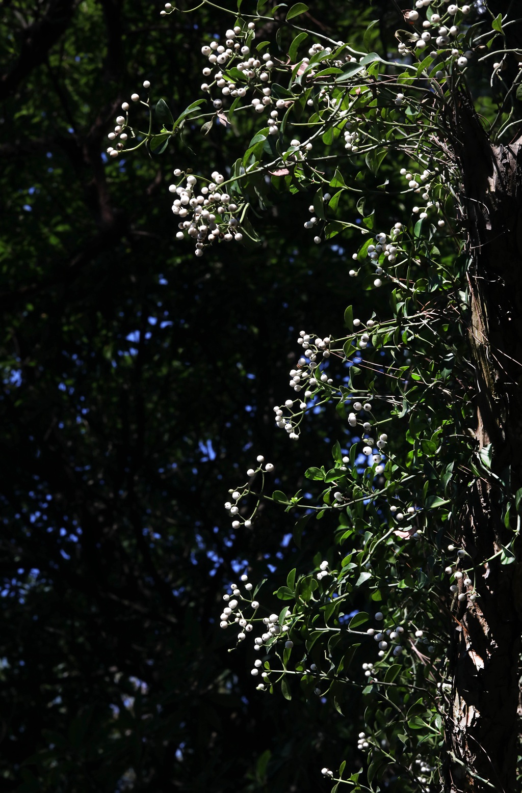 全株药用，攀缘，匍匐藤本植物蔓九节高清图片