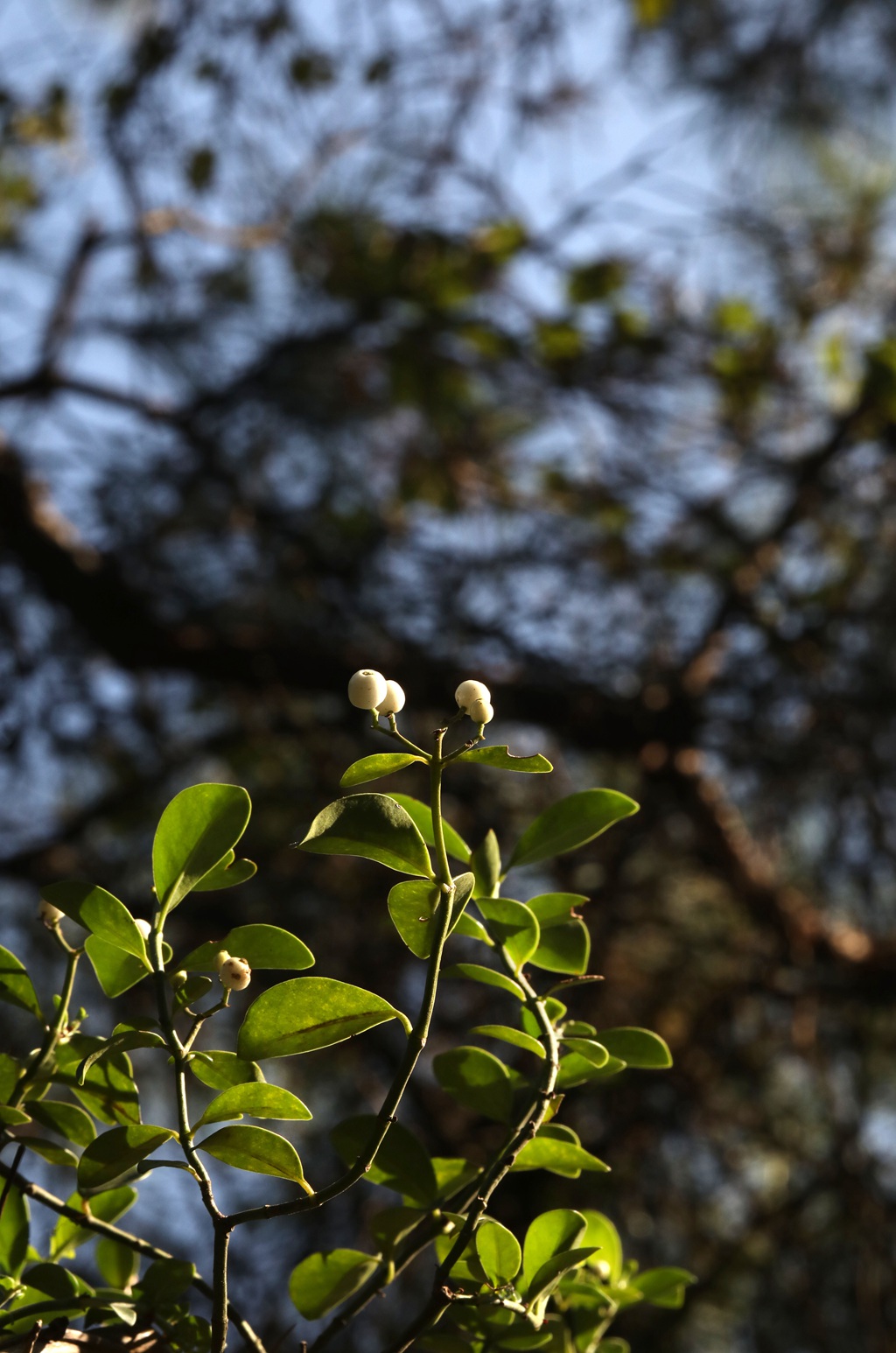 全株药用，攀缘，匍匐藤本植物蔓九节高清图片