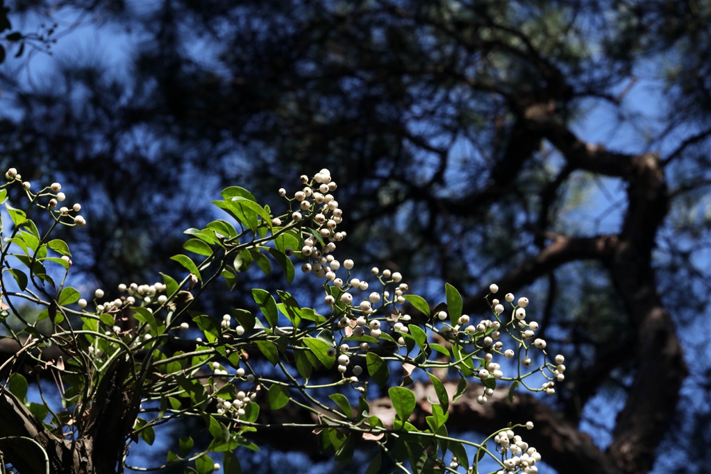 全株药用，攀缘，匍匐藤本植物蔓九节高清图片