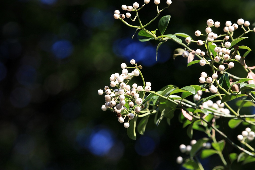 全株药用，攀缘，匍匐藤本植物蔓九节高清图片