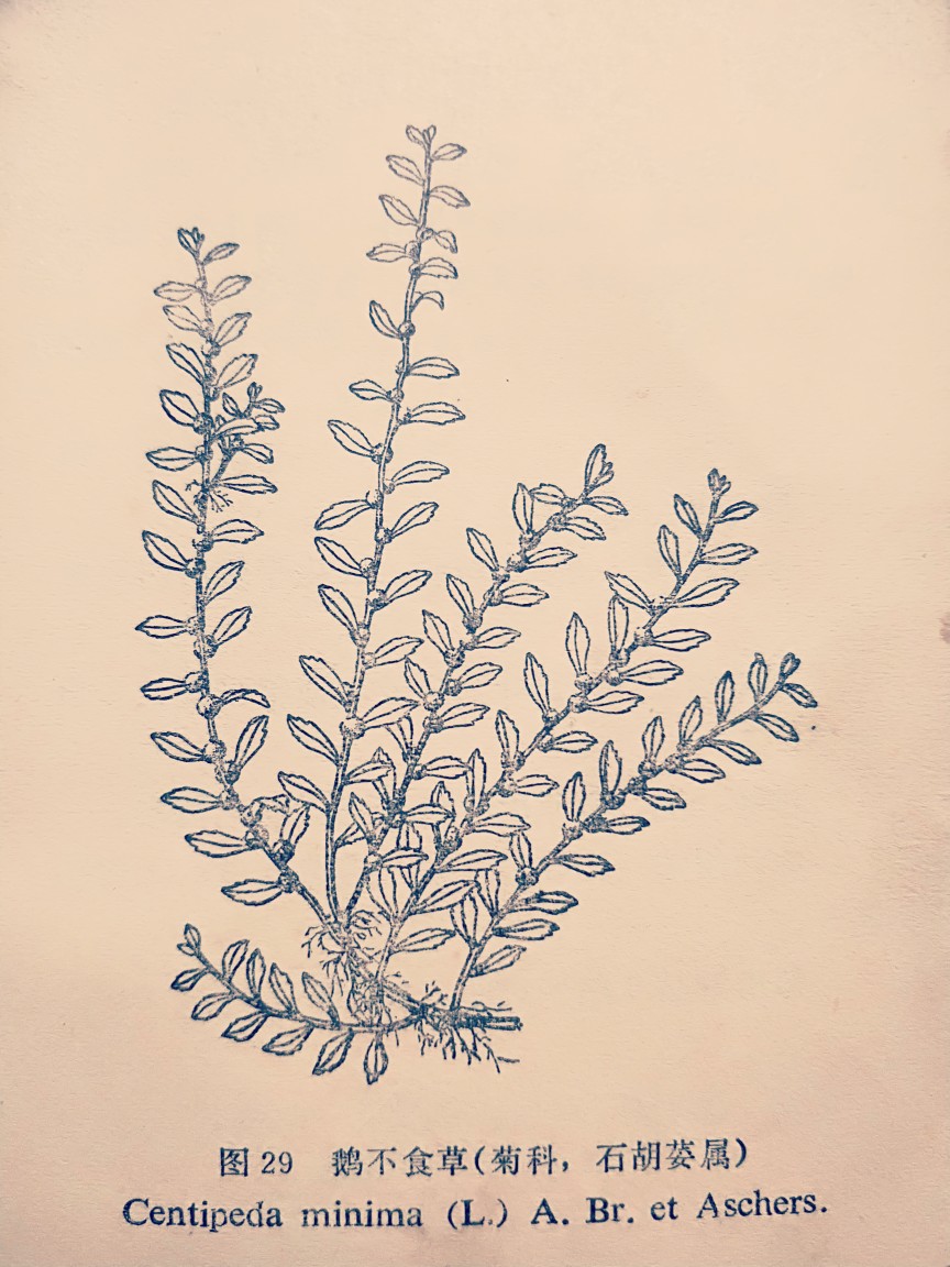 鹅不食草图片，野外生长翠绿的治鼻炎草本植物鹅不食草图片