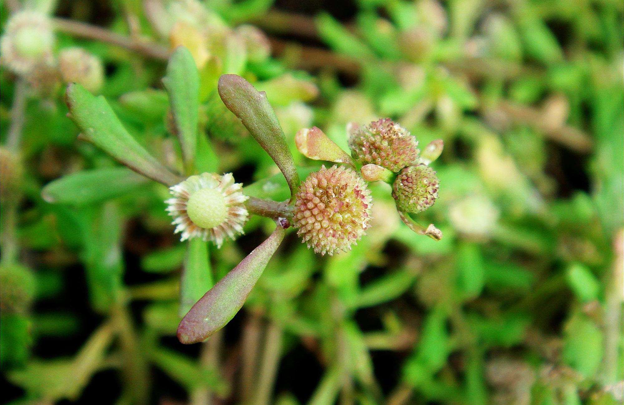 鹅不食草图片，野外生长翠绿的治鼻炎草本植物鹅不食草图片