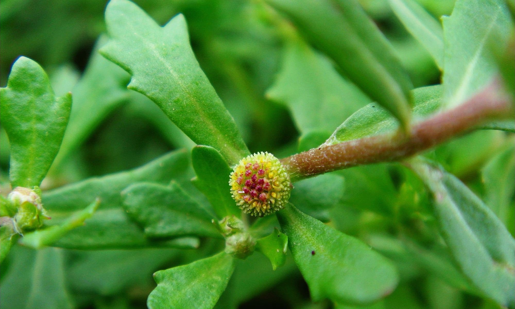 鹅不食草图片，野外生长翠绿的治鼻炎草本植物鹅不食草图片