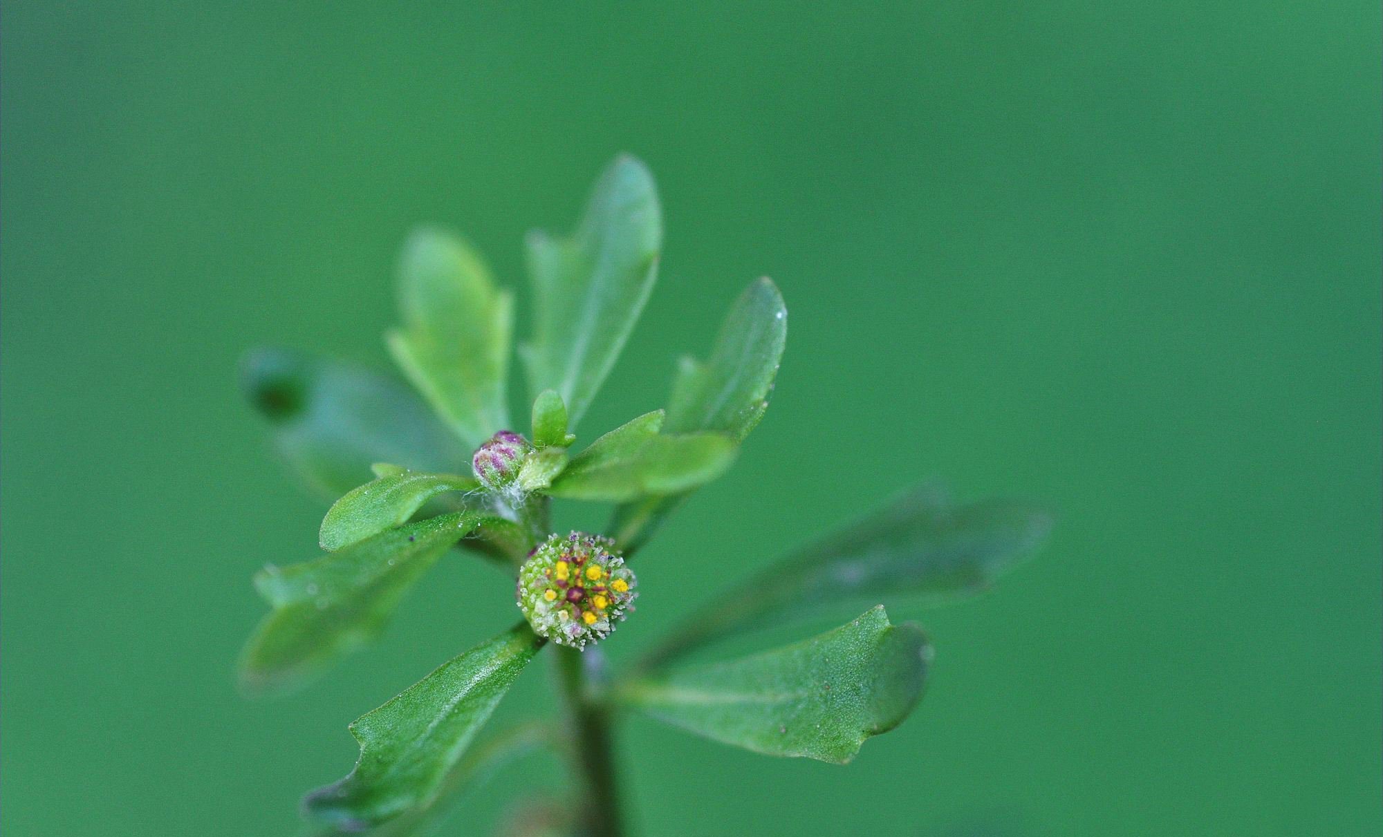 鹅不食草图片，野外生长翠绿的治鼻炎草本植物鹅不食草图片