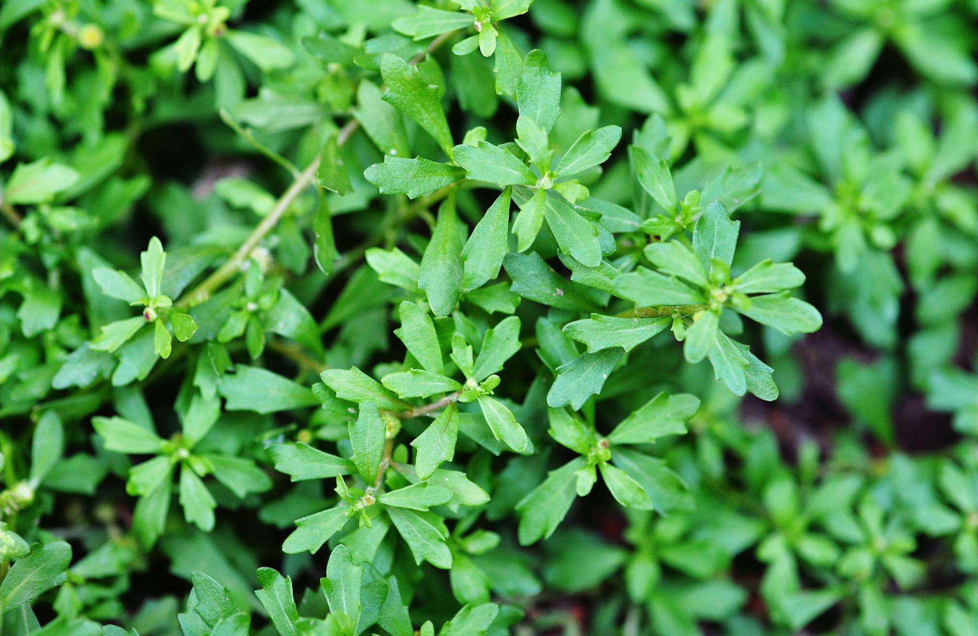 鹅不食草图片，野外生长翠绿的治鼻炎草本植物鹅不食草图片