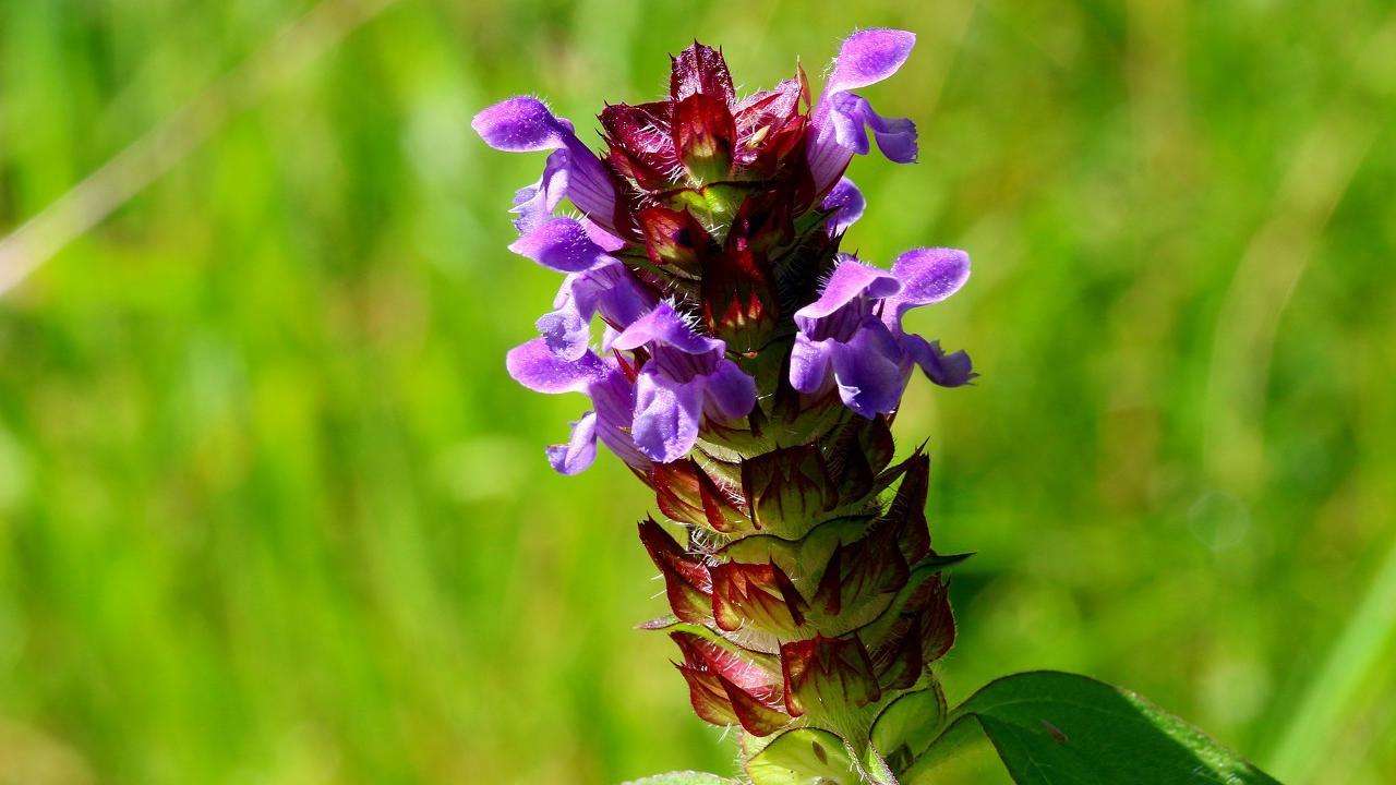 夏枯草图片，野外生长已开花的新鲜草本夏枯草微距图片
