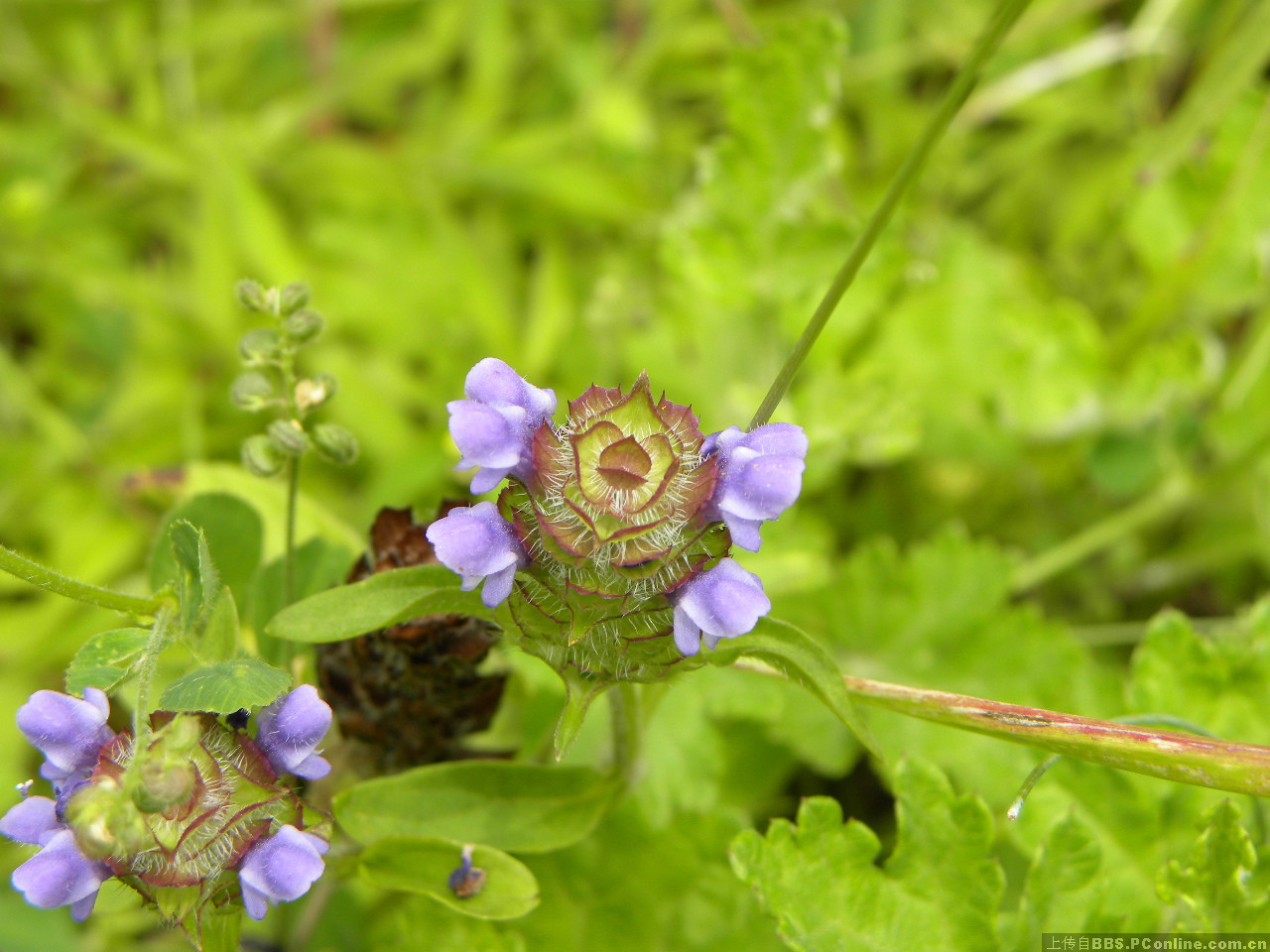 夏枯草图片，野外生长已开花的新鲜草本夏枯草微距图片