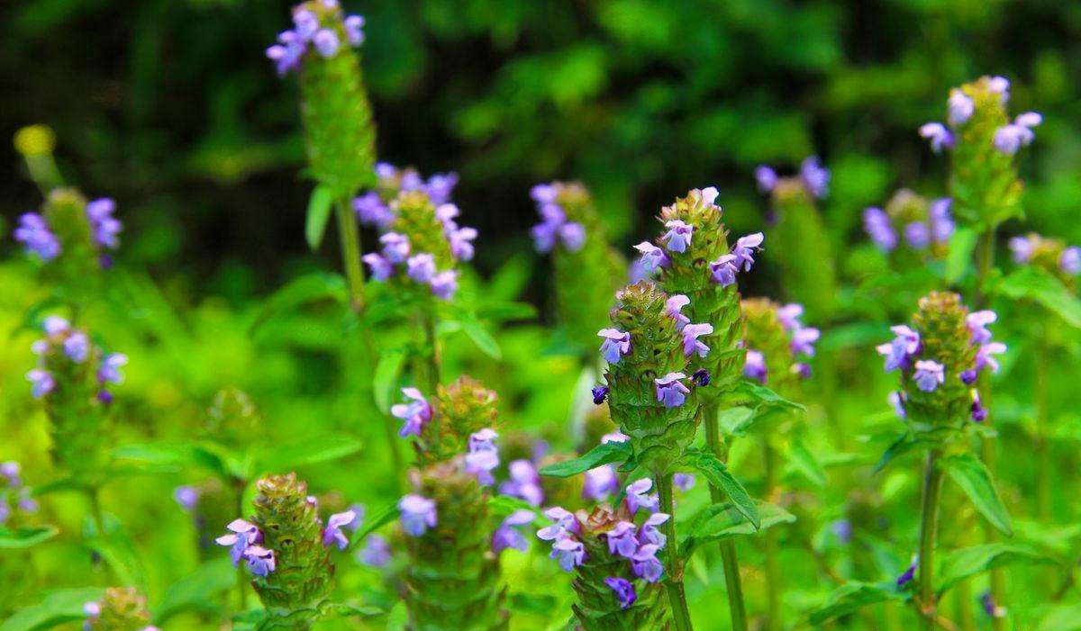 夏枯草图片，野外生长已开花的新鲜草本夏枯草微距图片