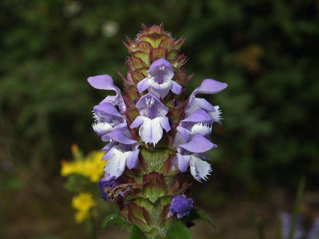 夏枯草图片，野外生长已开花的新鲜草本夏枯草微距图片