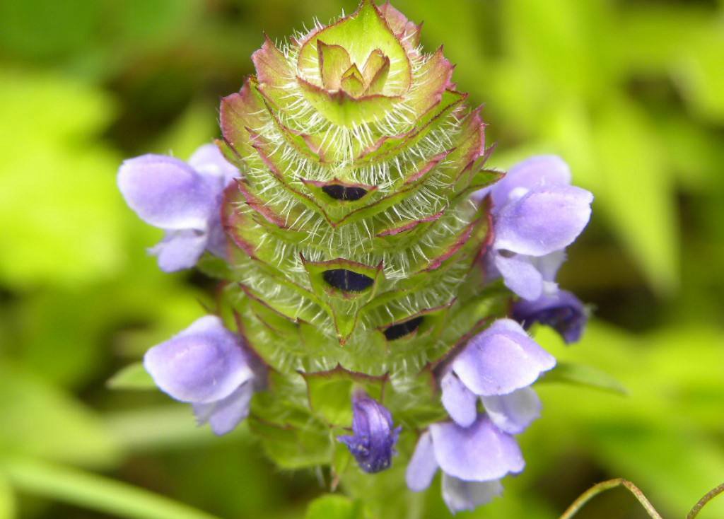 夏枯草图片，野外生长已开花的新鲜草本夏枯草微距图片