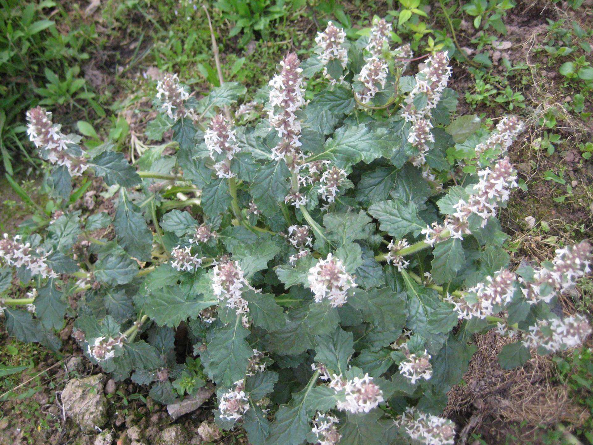 夏枯草图片，野外生长已开花的新鲜草本夏枯草微距图片