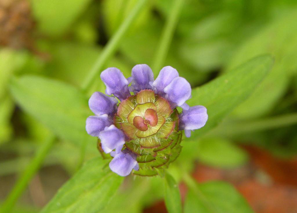 夏枯草图片，野外生长已开花的新鲜草本夏枯草微距图片