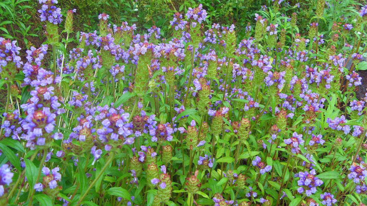 夏枯草图片，野外生长已开花的新鲜草本夏枯草微距图片