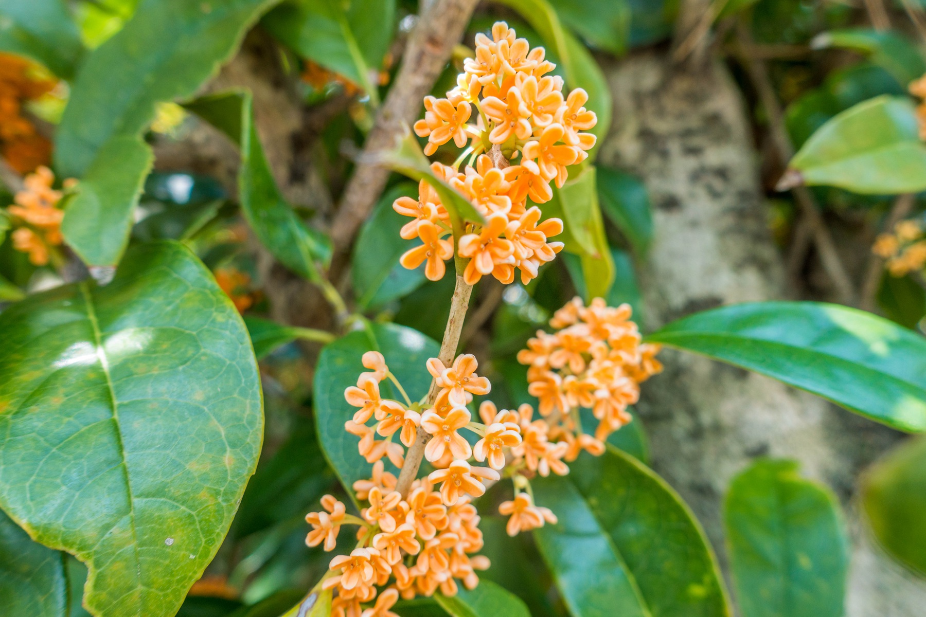 桂花树图片，黄花品种的桂花，桂花树高清图片