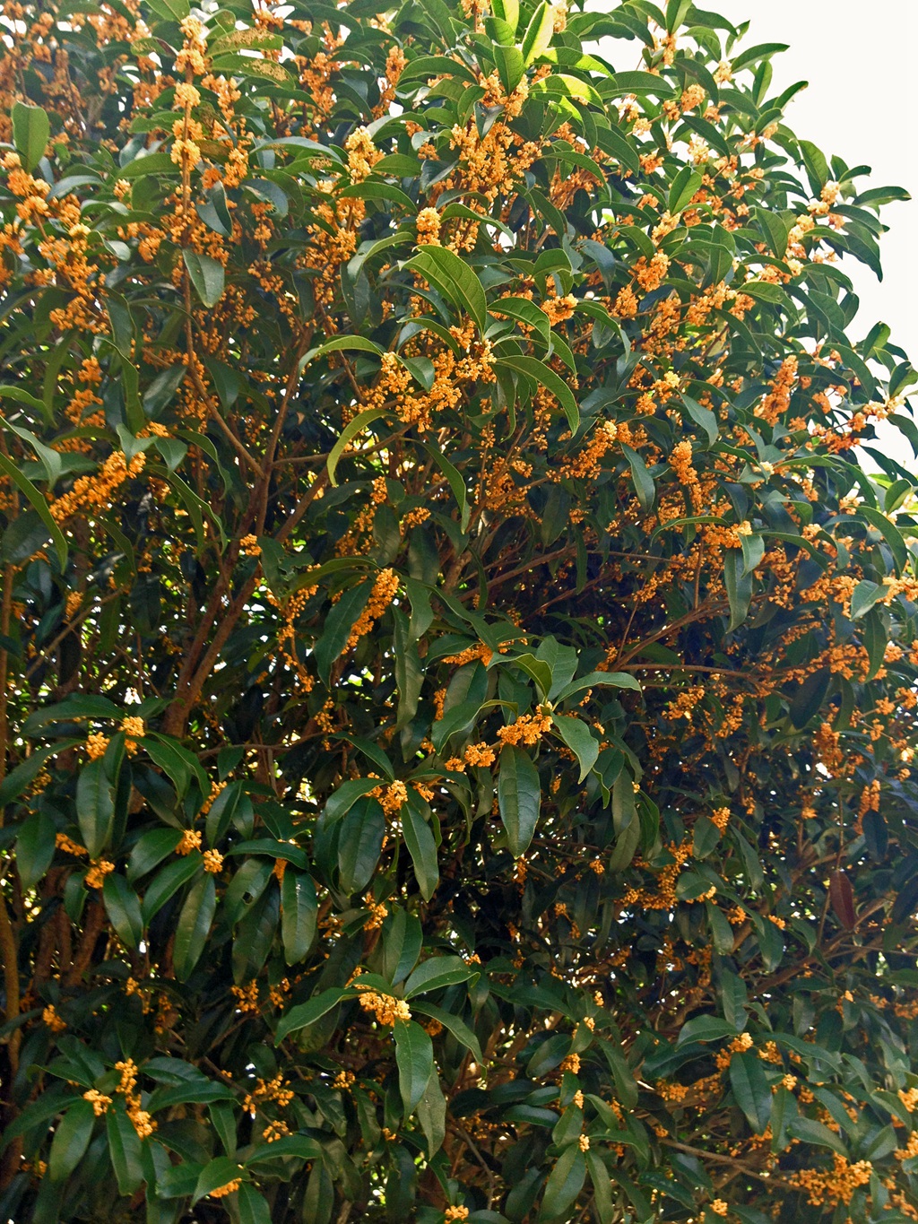 桂花树图片，黄花品种的桂花，桂花树高清图片