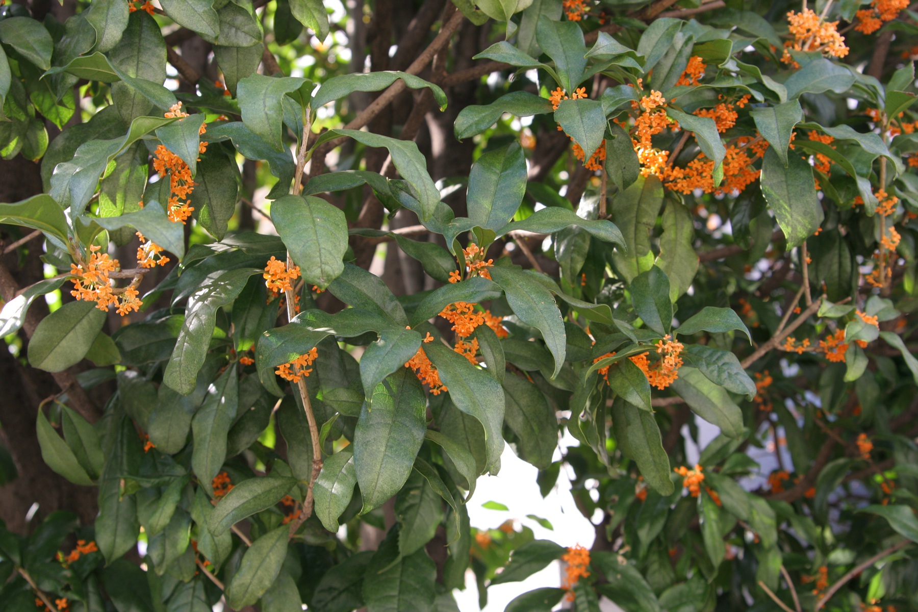 桂花树图片，黄花品种的桂花，桂花树高清图片