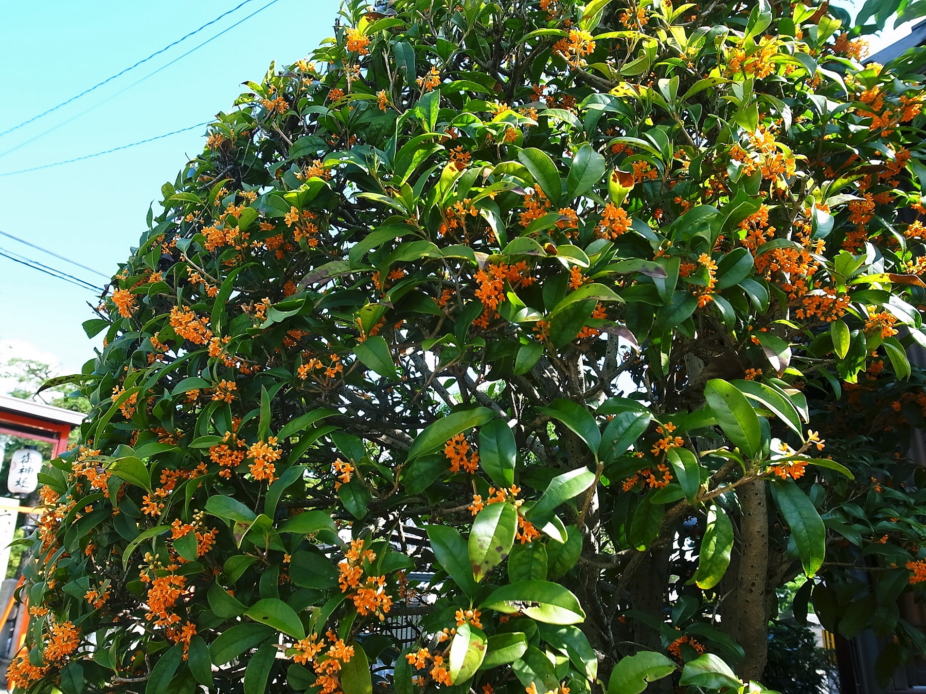 桂花树图片，黄花品种的桂花，桂花树高清图片