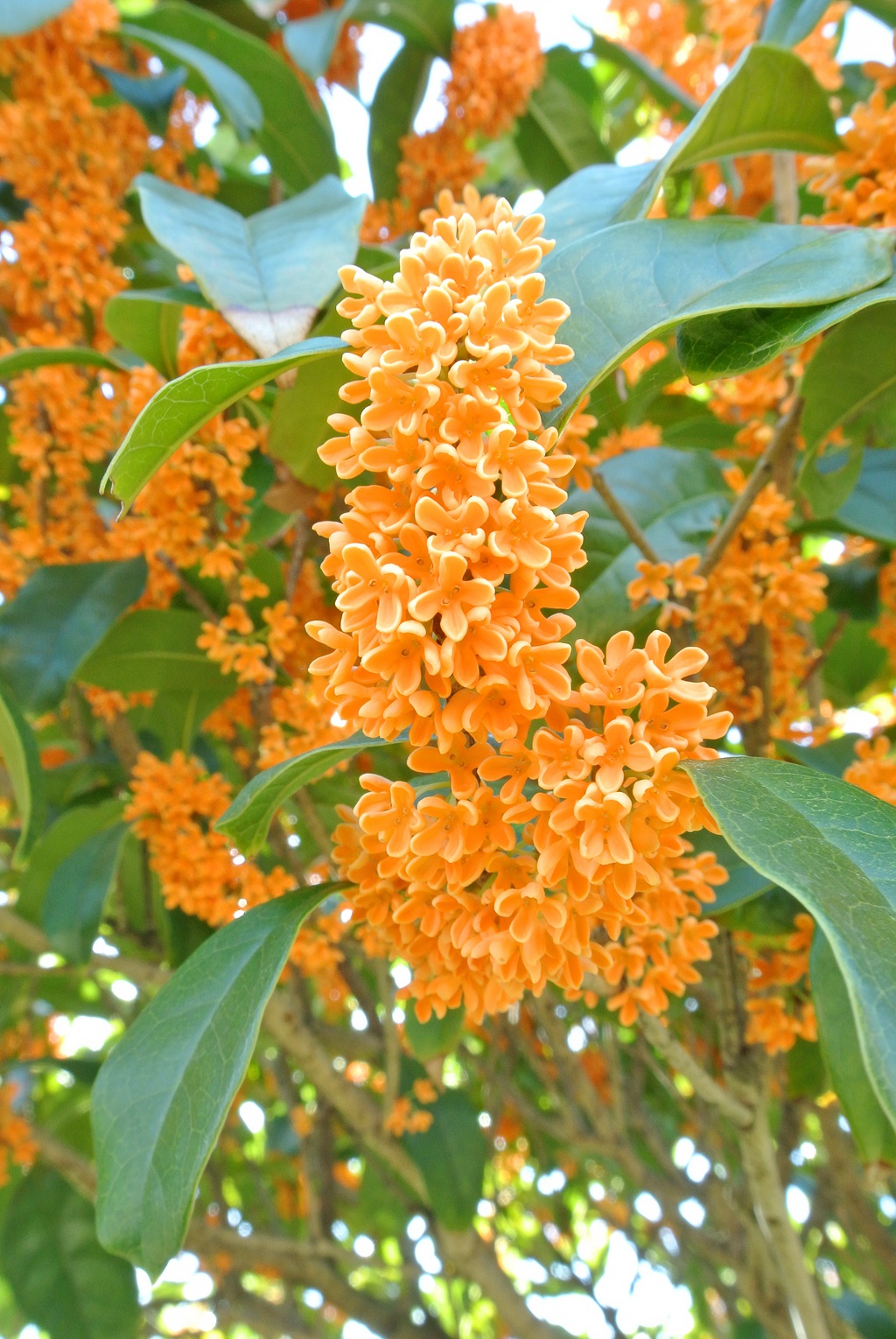 桂花树图片，黄花品种的桂花，桂花树高清图片