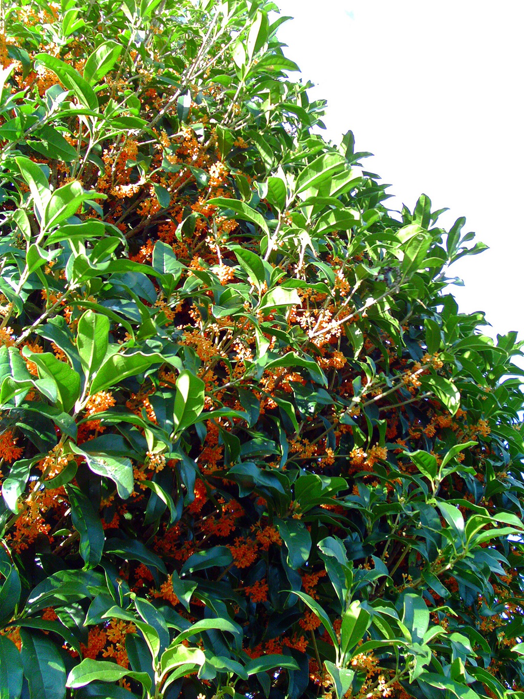 桂花树图片，黄花品种的桂花，桂花树高清图片