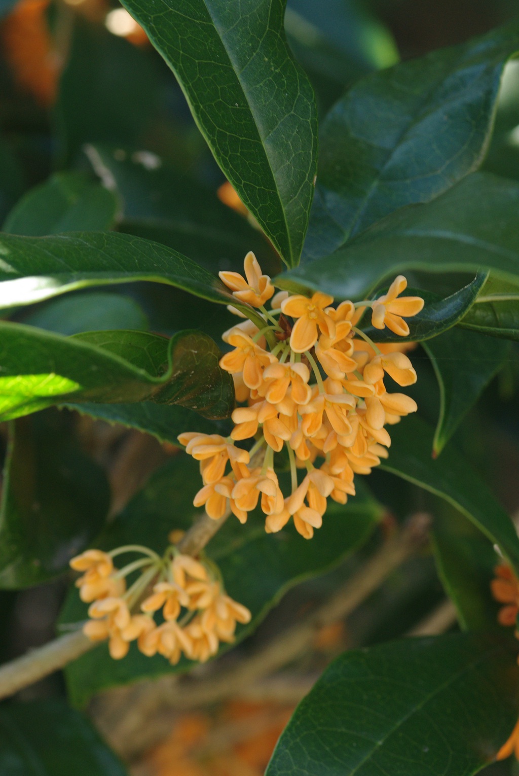 桂花树图片，黄花品种的桂花，桂花树高清图片