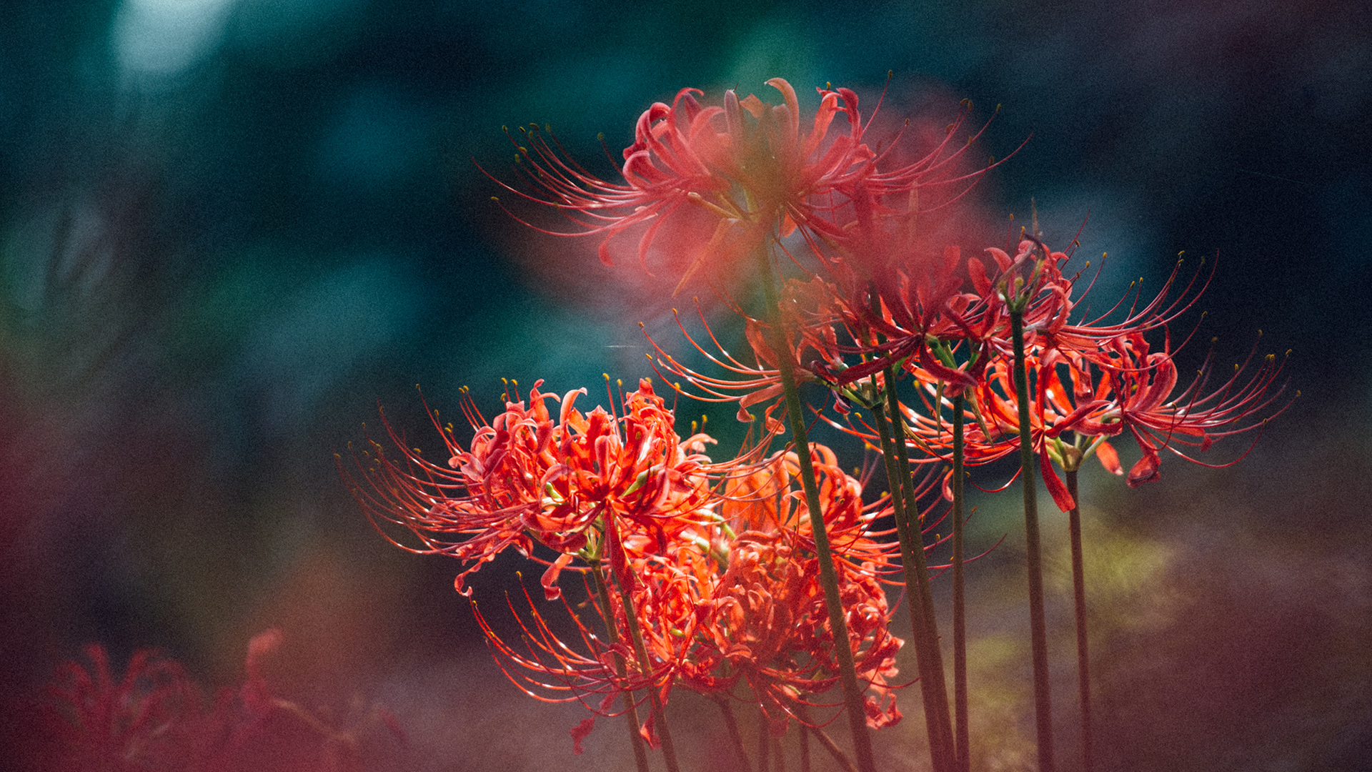 传说中那如火一般颜色的曼珠沙华高清摄影图片