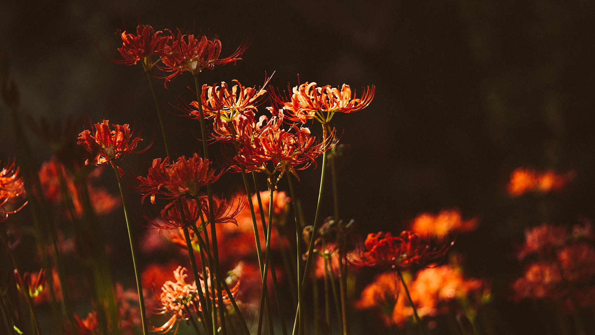 传说中那如火一般颜色的曼珠沙华高清摄影图片