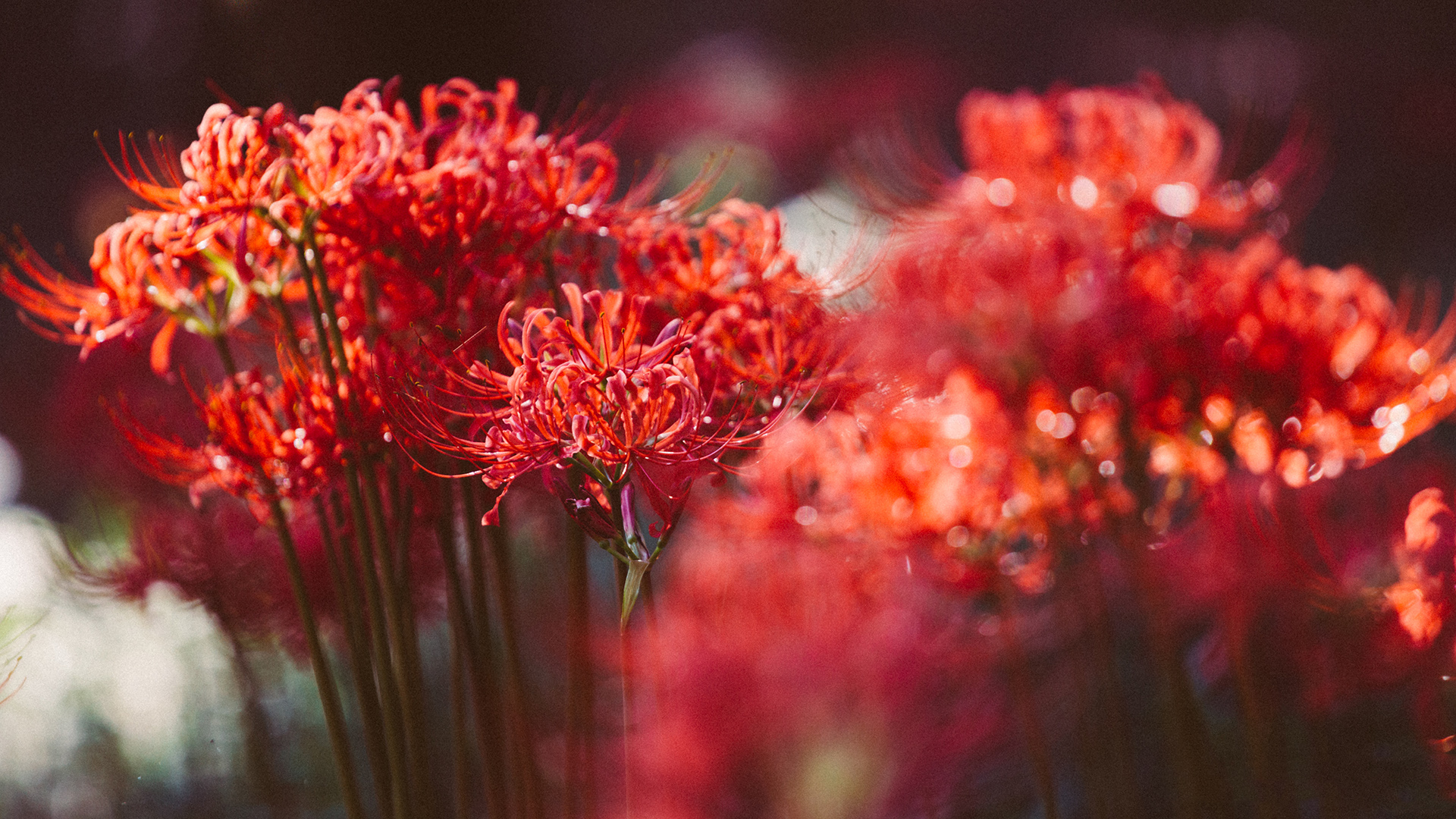 传说中那如火一般颜色的曼珠沙华高清摄影图片