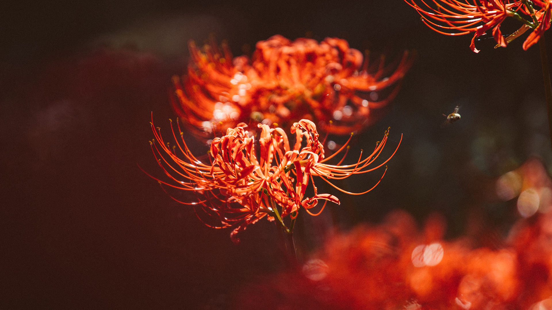 传说中那如火一般颜色的曼珠沙华高清摄影图片