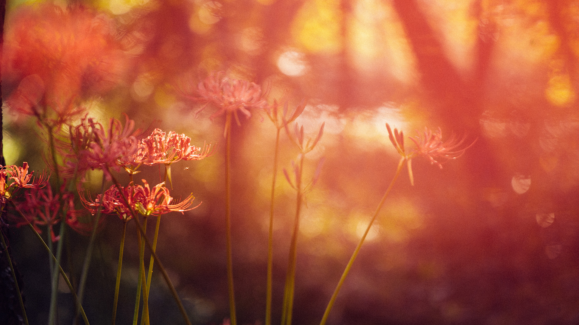 传说中那如火一般颜色的曼珠沙华高清摄影图片