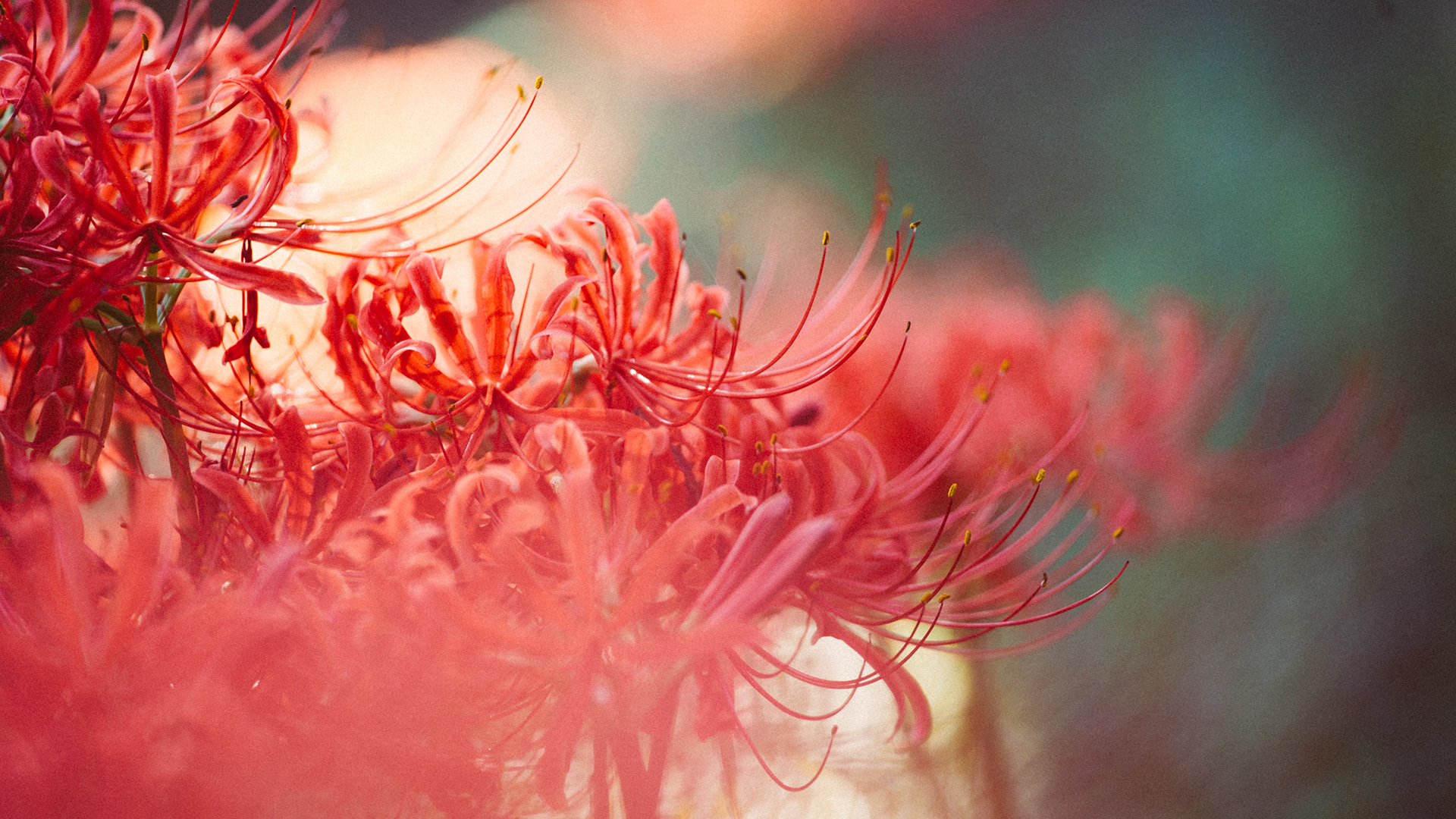传说中那如火一般颜色的曼珠沙华高清摄影图片