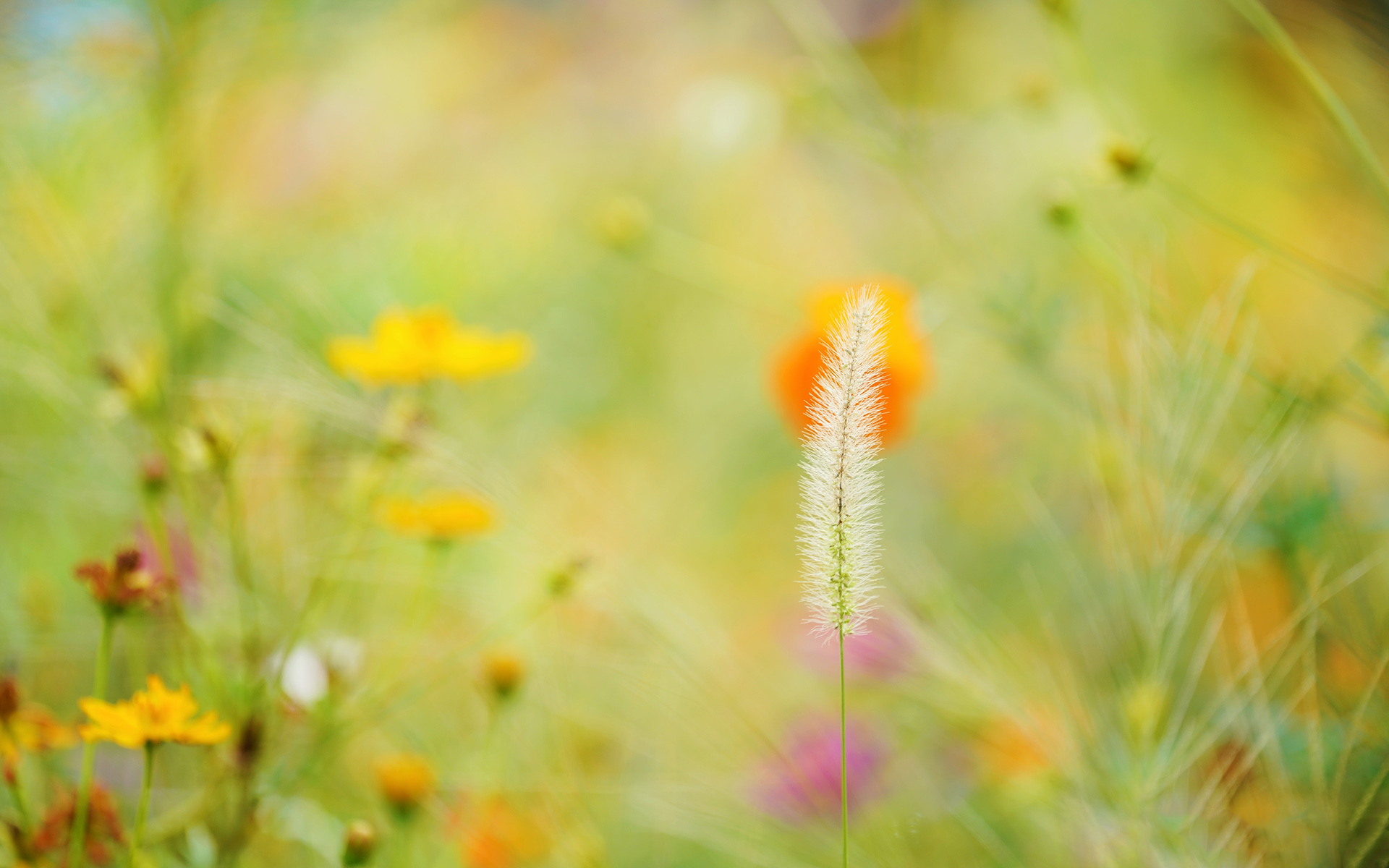 那一束束带着秋意，清新，随风摇曳的高清唯美狗尾巴草图片