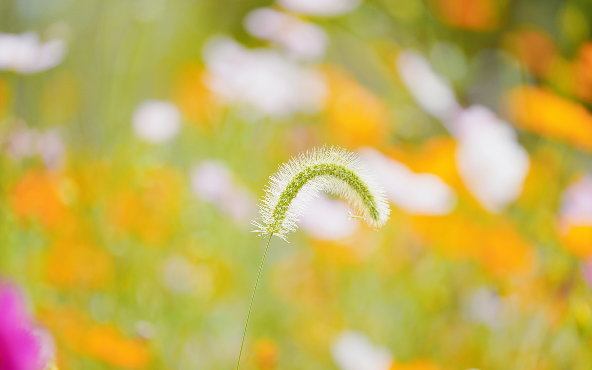 那一束束带着秋意，清新，随风摇曳的高清唯美狗尾巴草图片