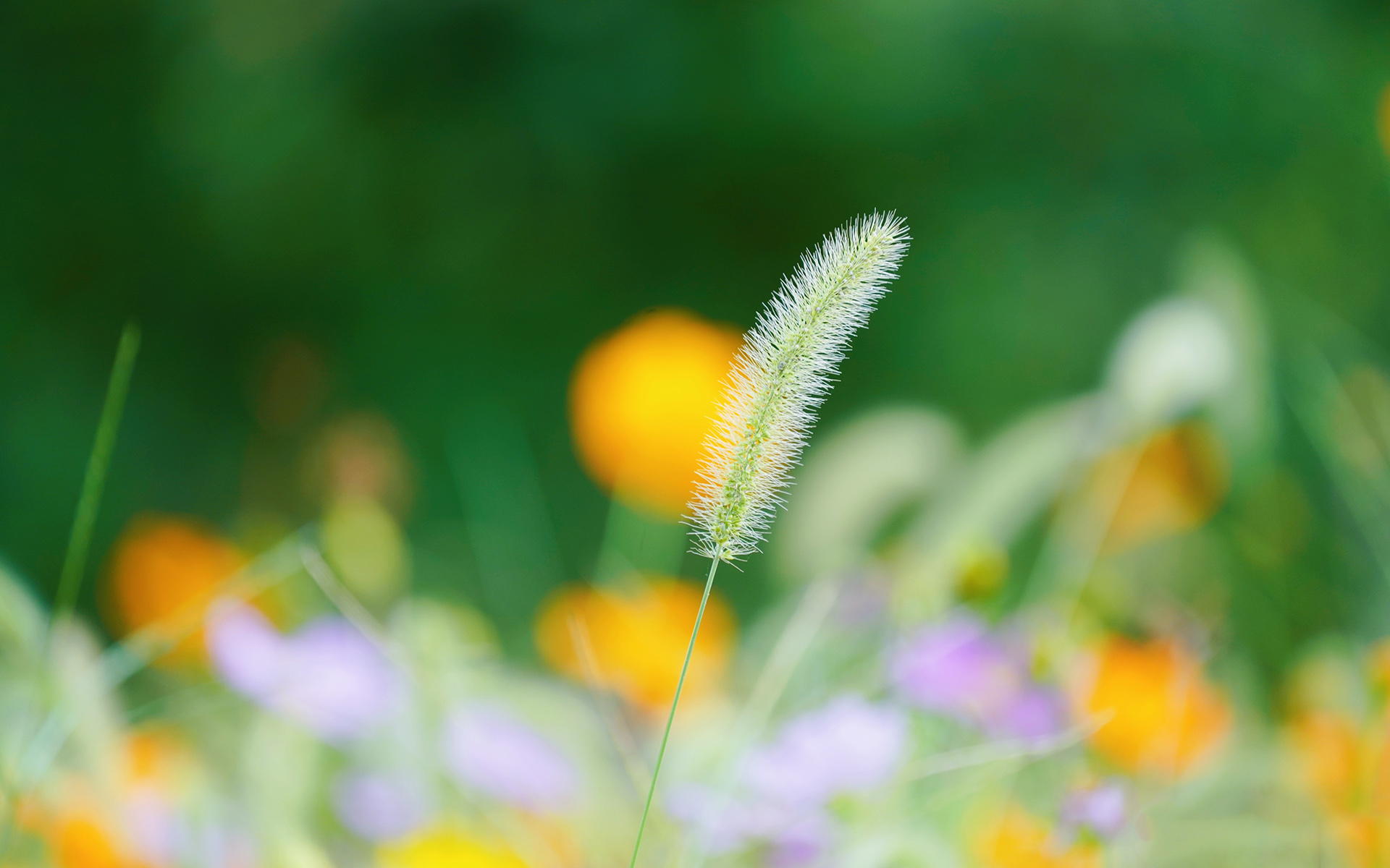 那一束束带着秋意，清新，随风摇曳的高清唯美狗尾巴草图片