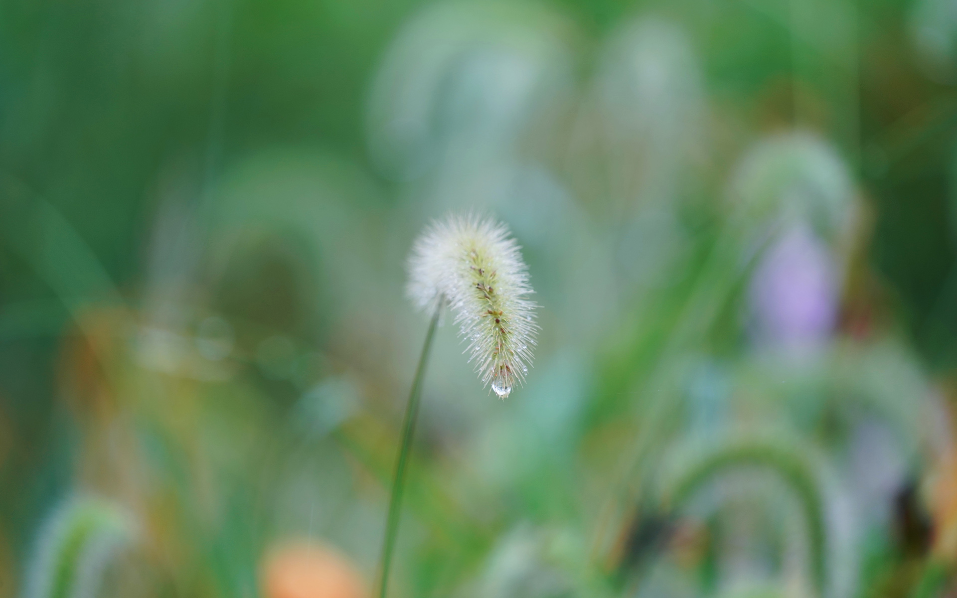 那一束束带着秋意，清新，随风摇曳的高清唯美狗尾巴草图片