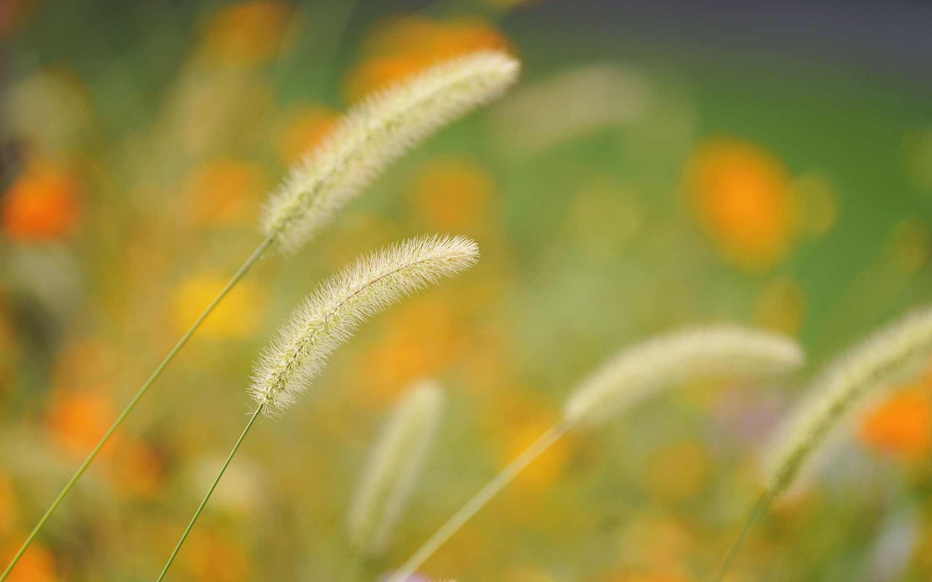 那一束束带着秋意，清新，随风摇曳的高清唯美狗尾巴草图片