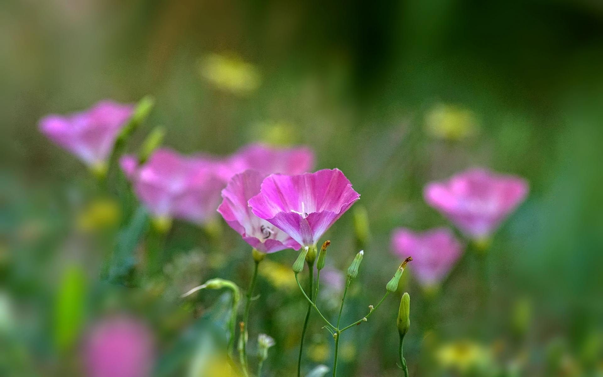 生于耕地及荒坡草地上杂草野花田旋花唯美图片