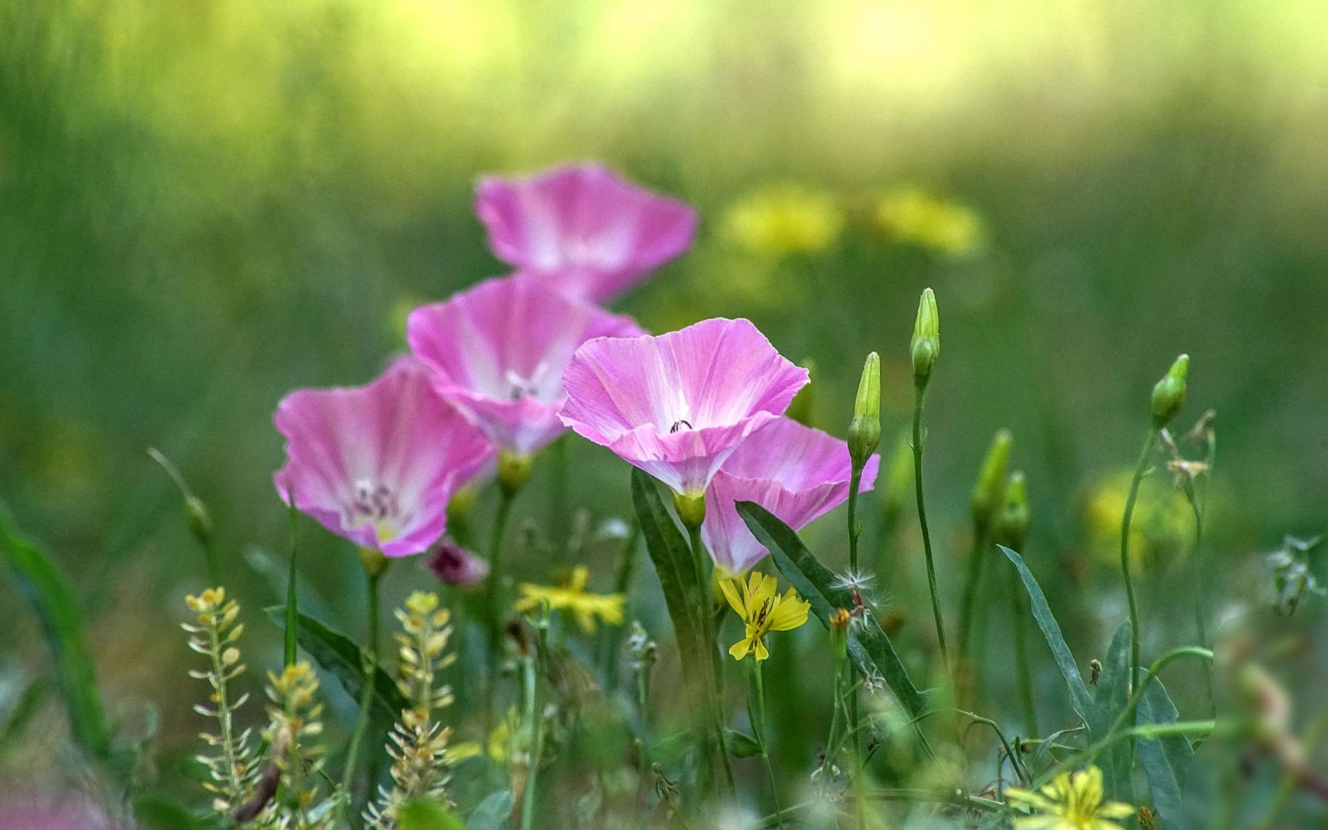 生于耕地及荒坡草地上杂草野花田旋花唯美图片