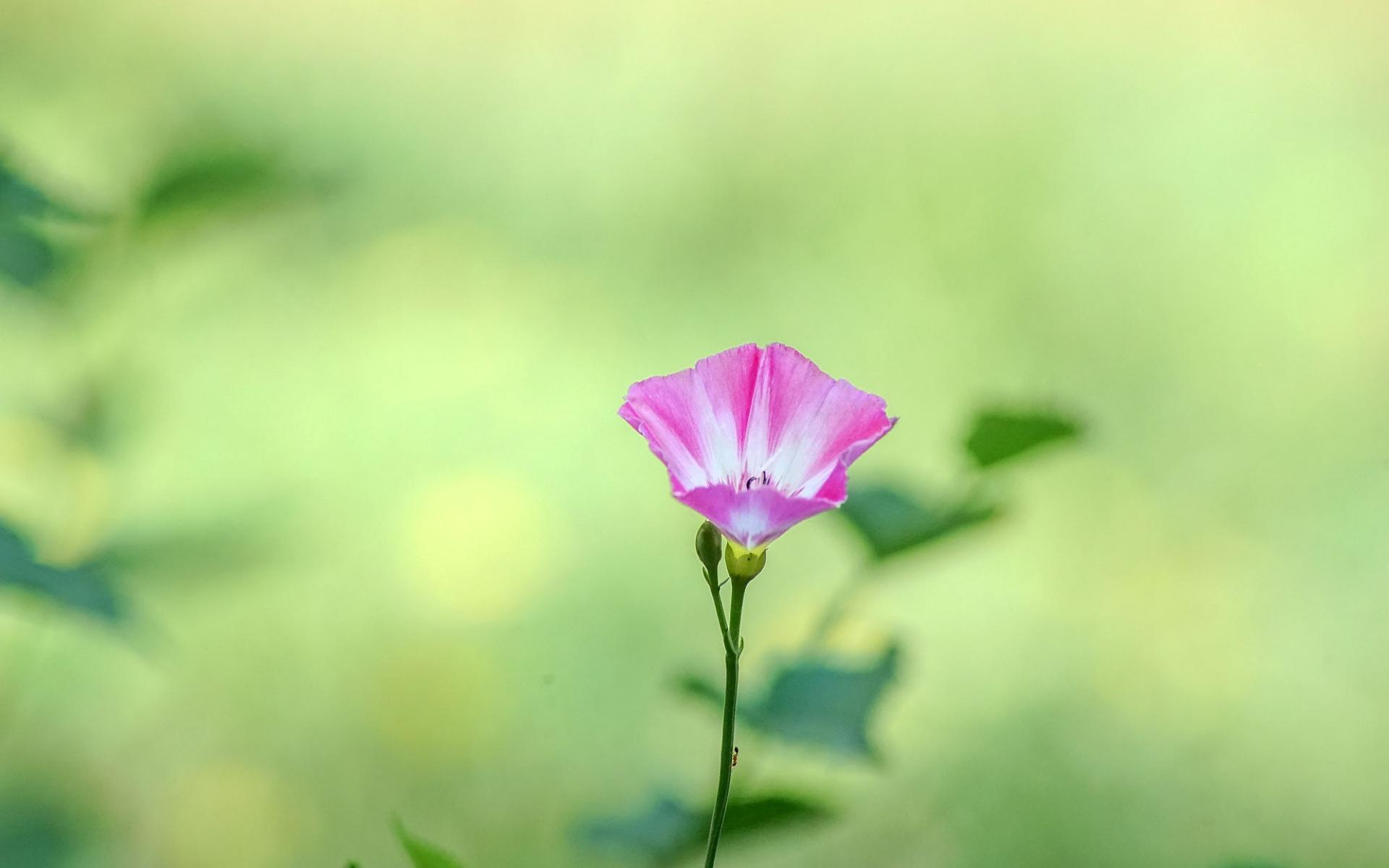生于耕地及荒坡草地上杂草野花田旋花唯美图片