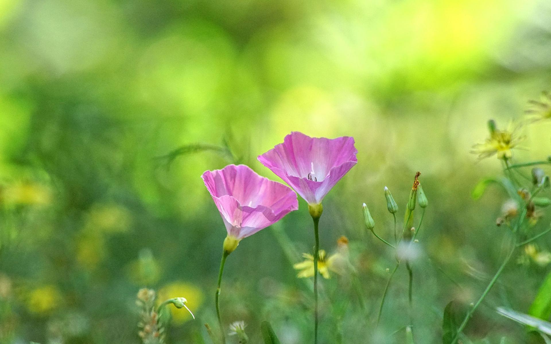 生于耕地及荒坡草地上杂草野花田旋花唯美图片