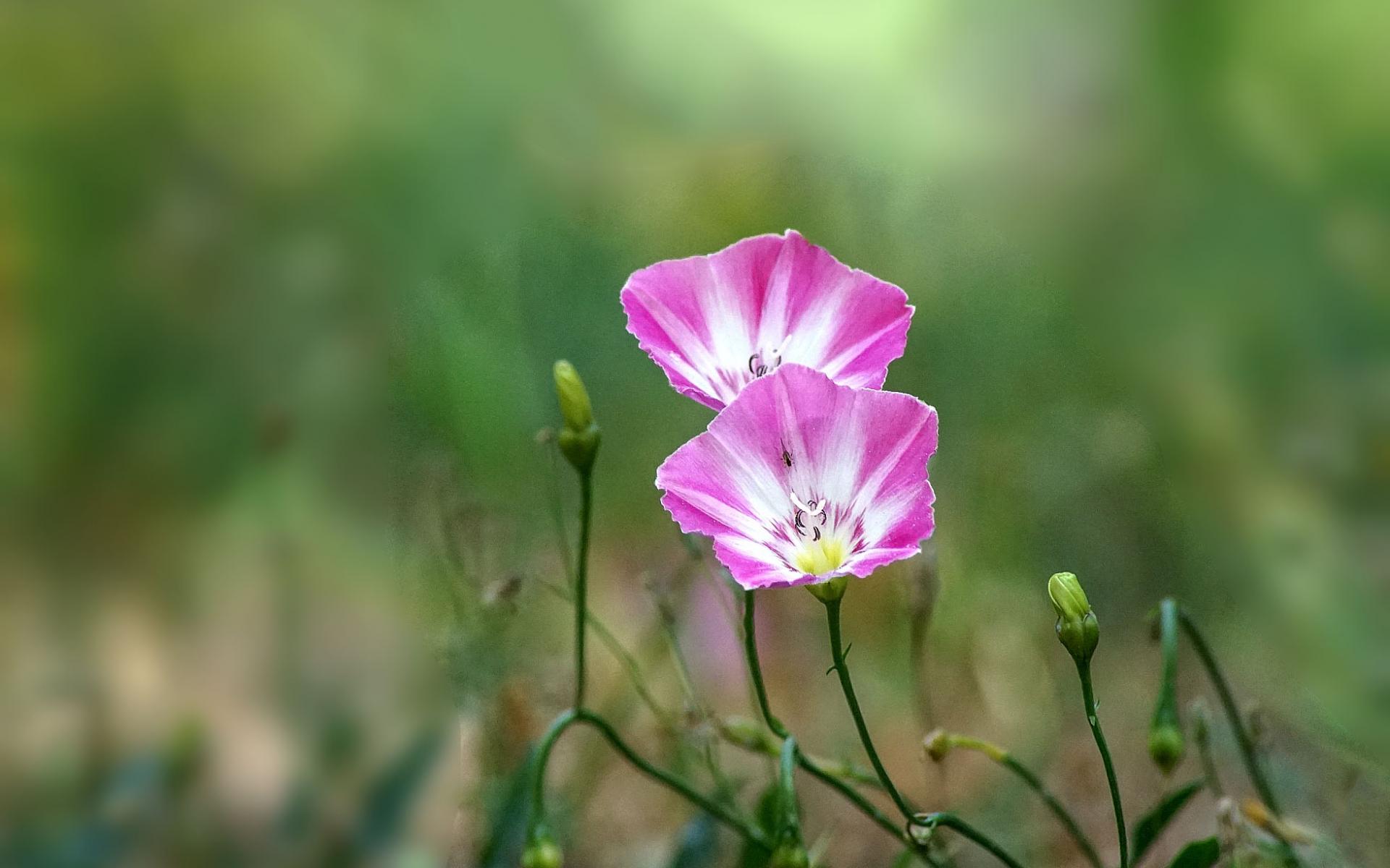 生于耕地及荒坡草地上杂草野花田旋花唯美图片