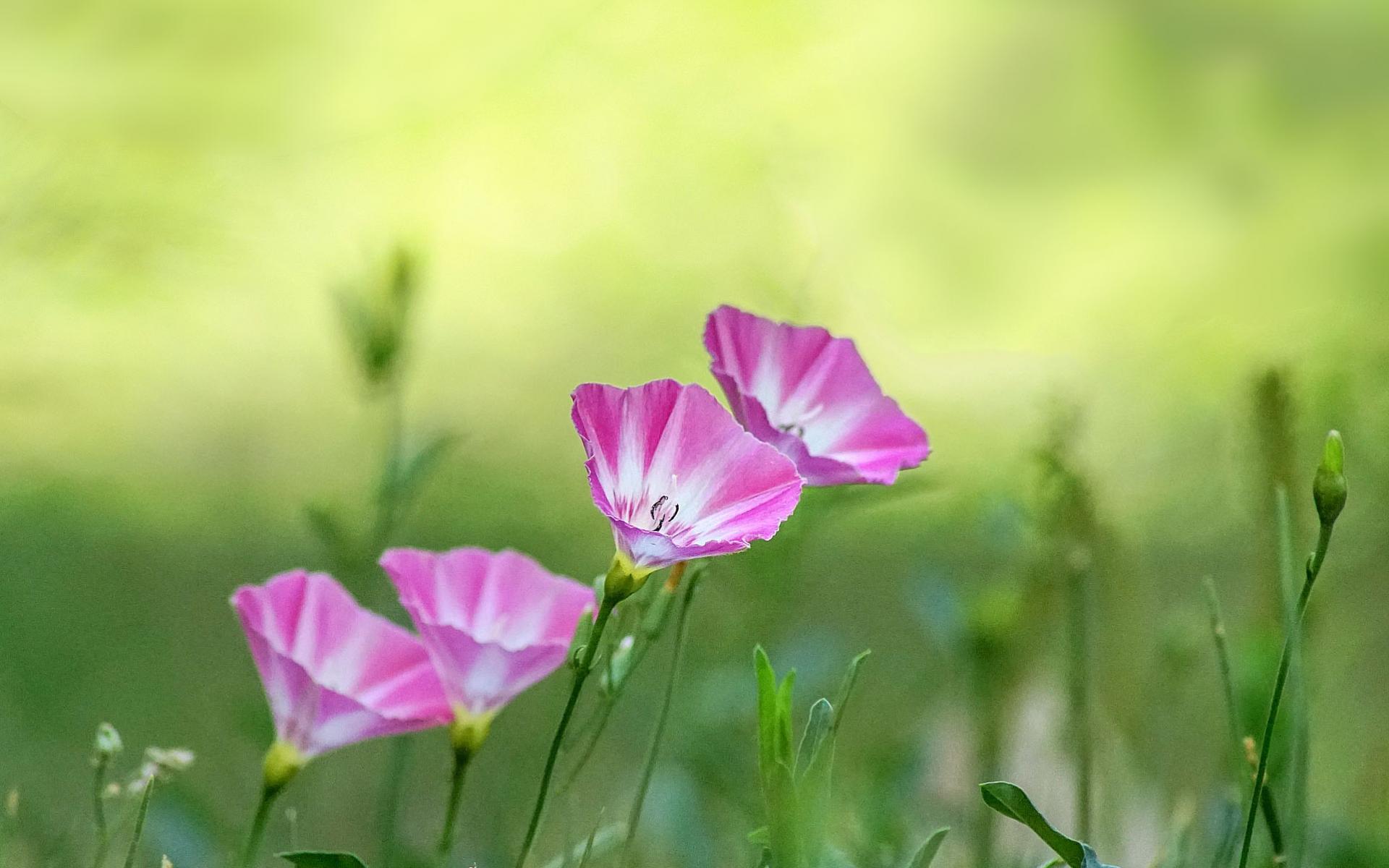 生于耕地及荒坡草地上杂草野花田旋花唯美图片