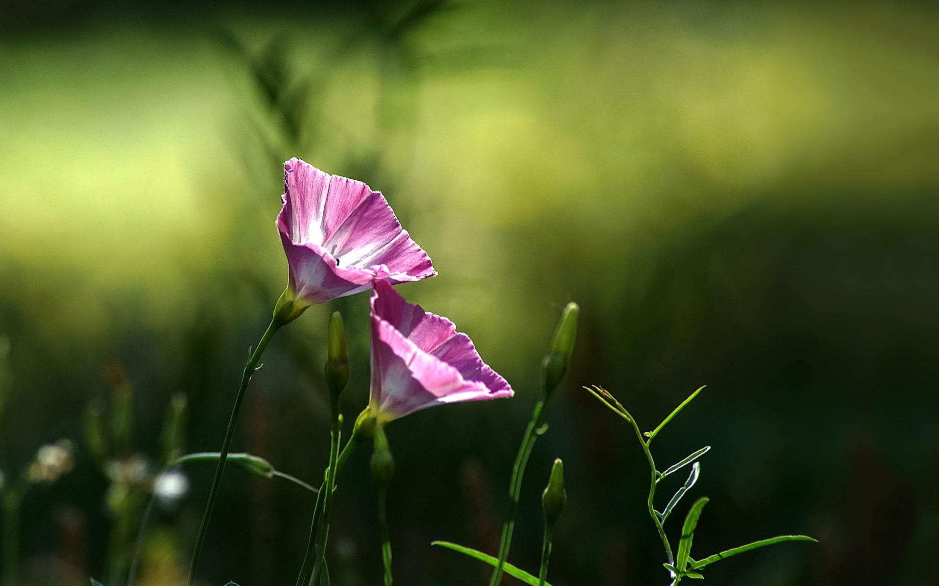 生于耕地及荒坡草地上杂草野花田旋花唯美图片