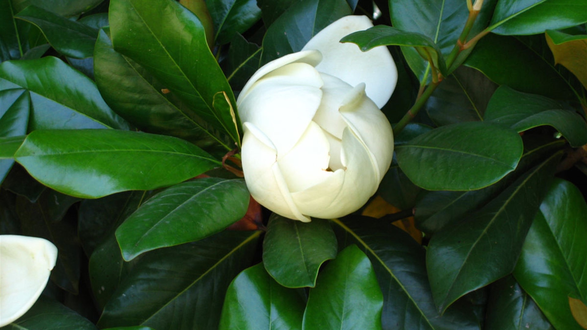 花开白色，花大清香的广玉兰图片