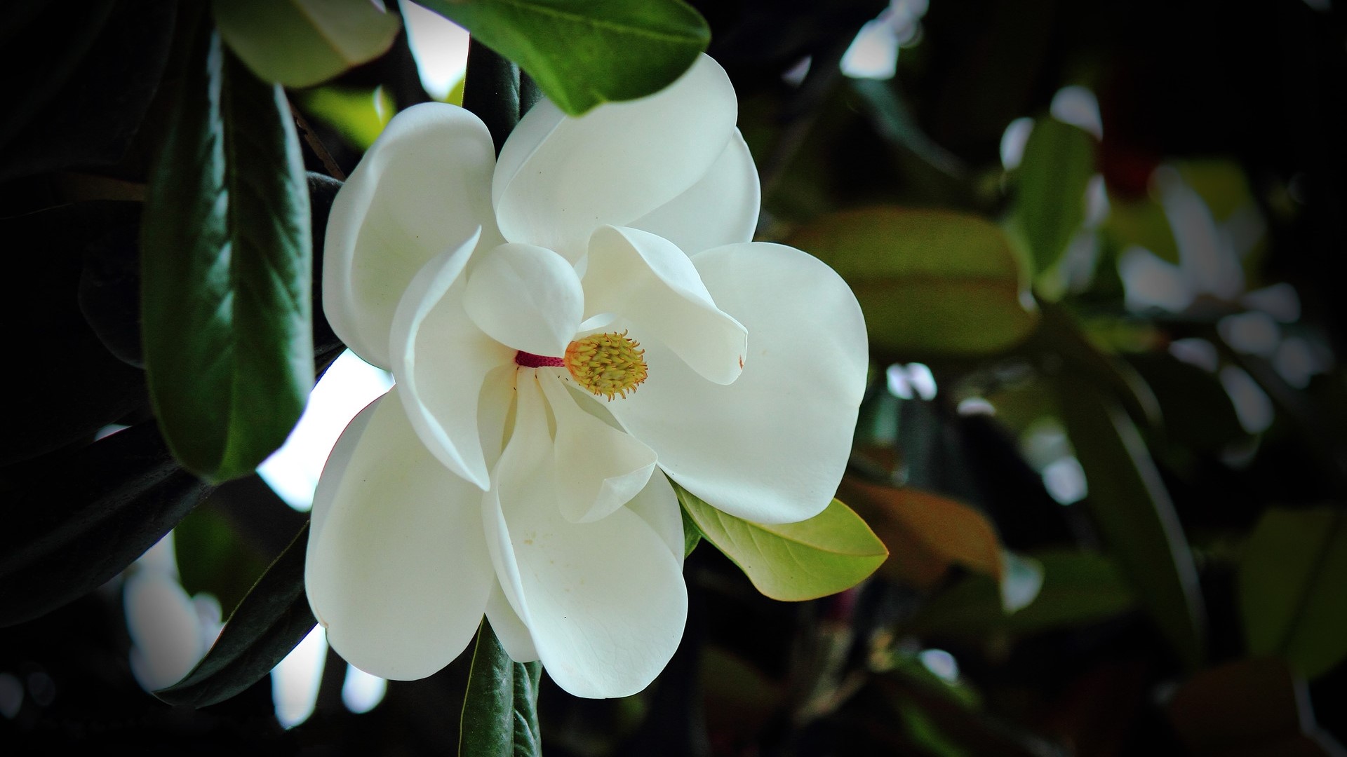 花开白色，花大清香的广玉兰图片