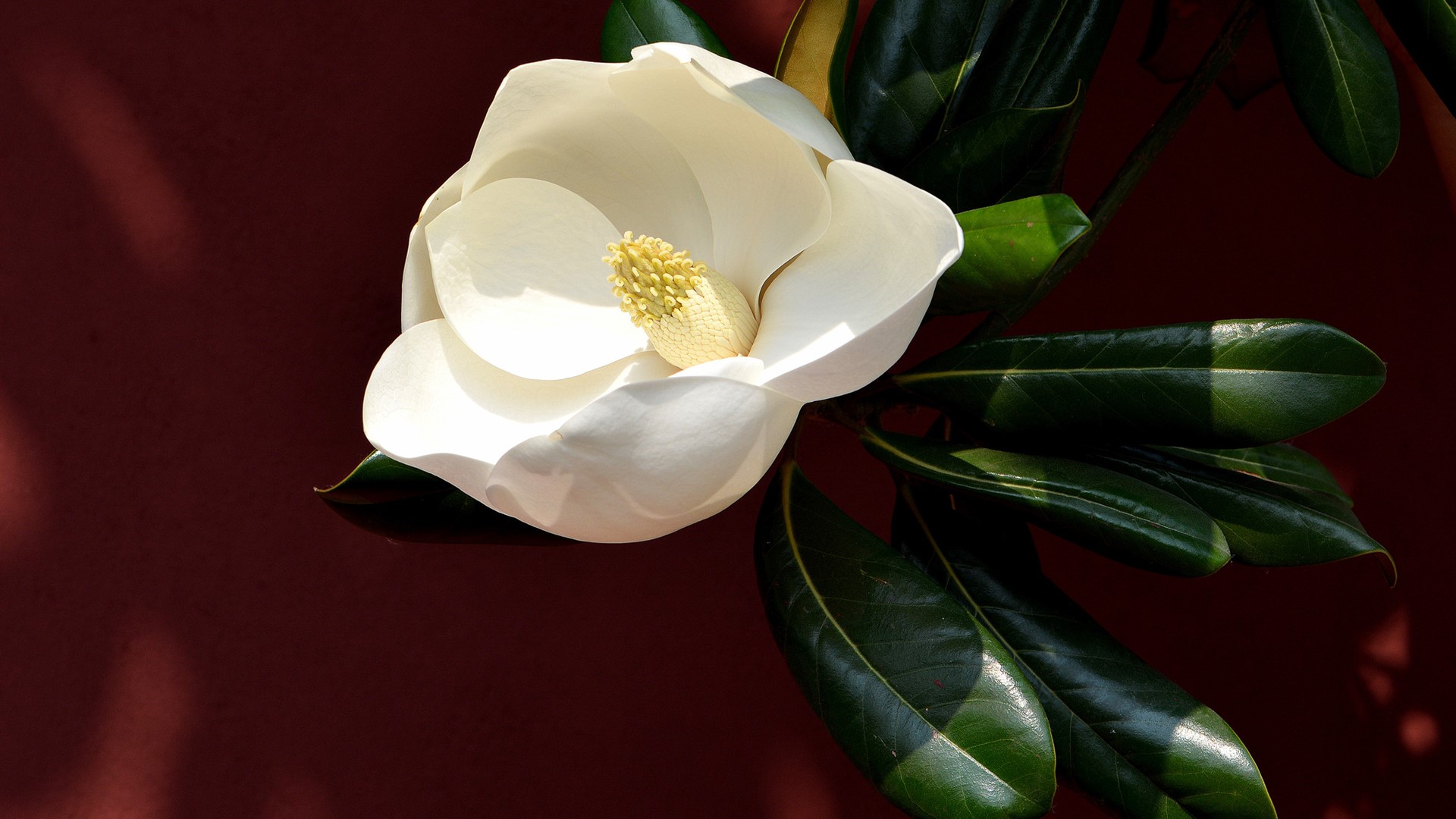 花开白色，花大清香的广玉兰图片