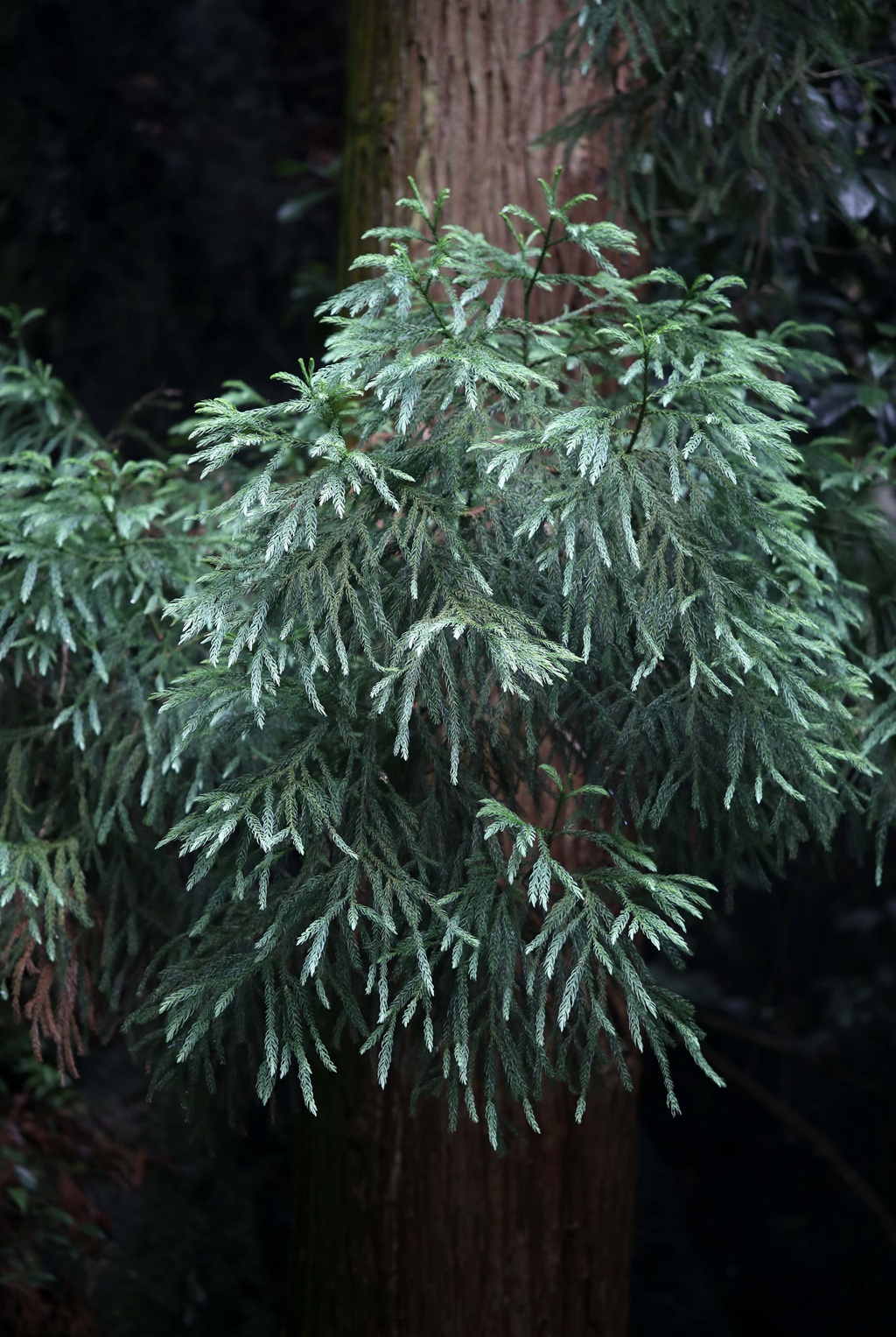 中国特有乔木树种长叶孔雀松（柳杉）高清图片