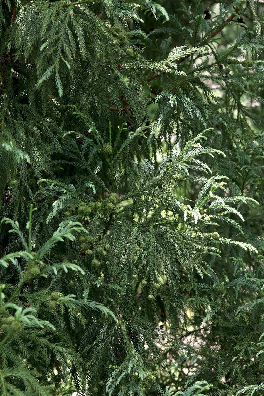 中国特有乔木树种长叶孔雀松（柳杉）高清图片
