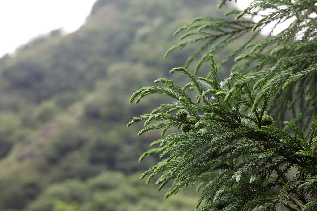中国特有乔木树种长叶孔雀松（柳杉）高清图片