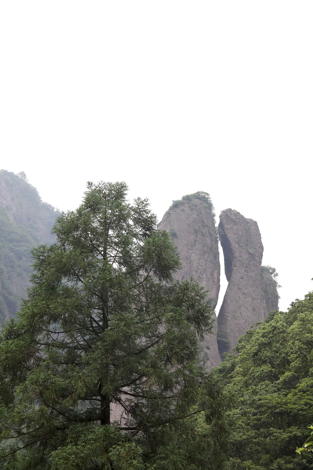 中国特有乔木树种长叶孔雀松（柳杉）高清图片